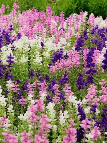 Шалфей смесь