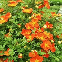 Лапчатка кустарниковая Hopleys Orange