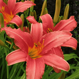 Лилейник розовый