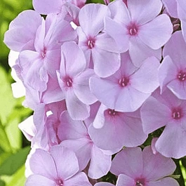 Флокс метельчатый Pinky Hill