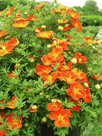 Лапчатка кустарниковая Hopleys Orange