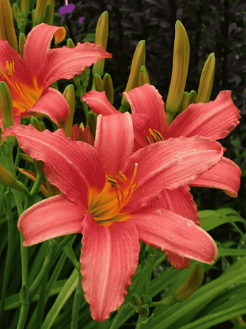 Лилейник розовый