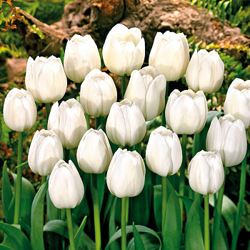 Тюльпан Триумф Сильвер Доллар Тюльпан Триумф Сильвер Доллар