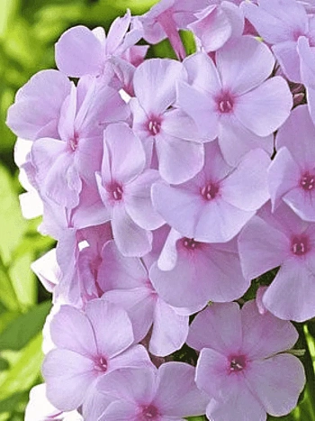 Флокс метельчатый Pinky Hill