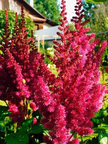 Астильба китайская Cardinal