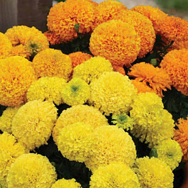 Бархатцы прямостоячие Тайшан Микс