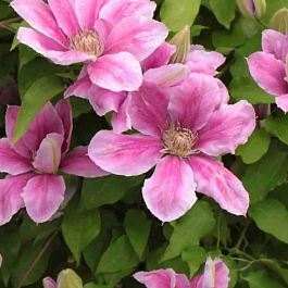 Клематис Pink Beauty
