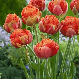 Тюльпан Махровый Princess Unique