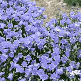 Колокольчик ложечницелистный Jingle Blue