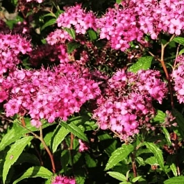 Спирея японская Anthony Waterer Sapho