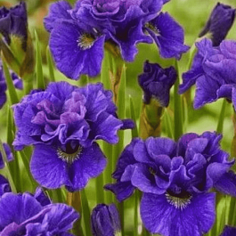 Ирис сибирский Concord Crush