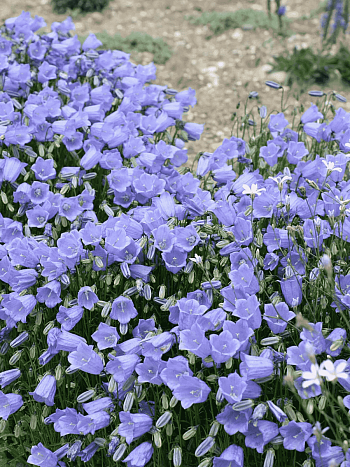 Колокольчик ложечницелистный Jingle Blue