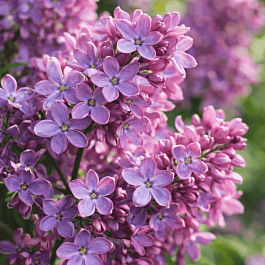 Сирень обыкновенная Рио-Рита