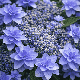 Гортензия пильчатая Miyama-yae-murasaki