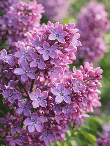 Сирень обыкновенная Рио-Рита