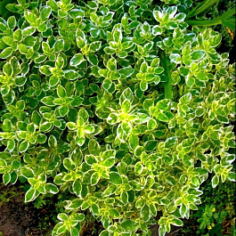 Душица (Орегано) Variegata