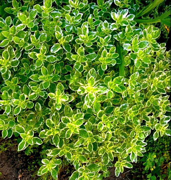 Душица (Орегано) Variegata