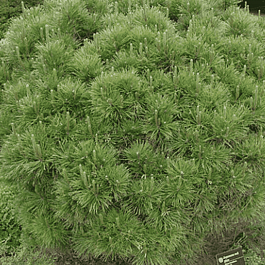 Сосна густоцветковая Globosa