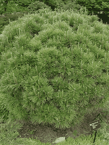 Сосна густоцветковая Globosa