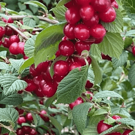 Вишня войлочная Сказочная