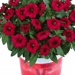Калибрахоа Calipetite Red