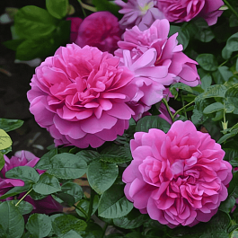 Роза Английская кустовая Princess Anne