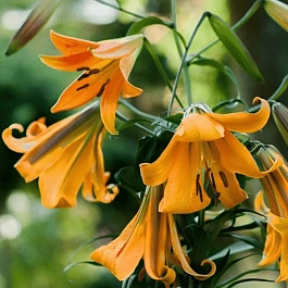 Лилия African Queen