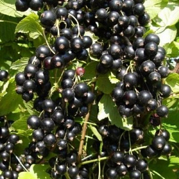 Смородина черная Глариоза