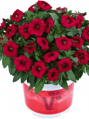 Калибрахоа Calipetite Red