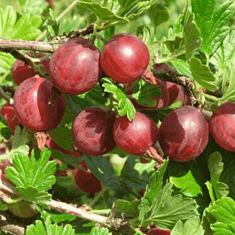 Крыжовник обыкновенный Салют