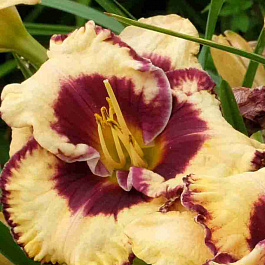 Лилейник Open my Eyes