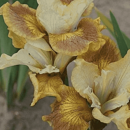 Ирис сибирский Sun Grooves