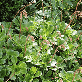 Камнеломка тенистая