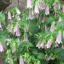 Колокольчик (кампанула) Такесима