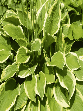 Хоста Tambourine