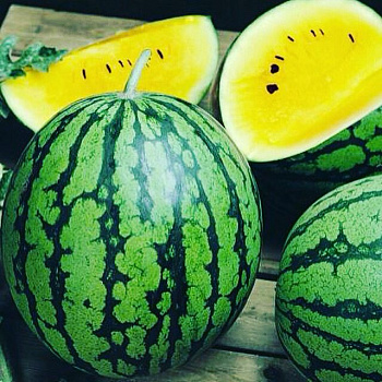 Арбуз Золотой Реванш  F1