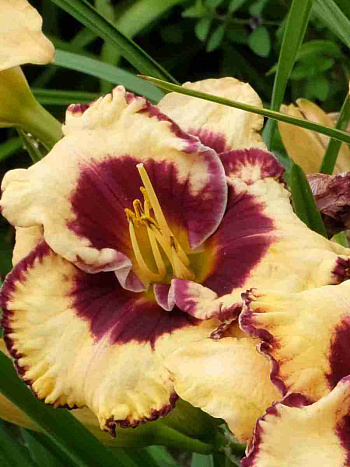 Лилейник Open my Eyes