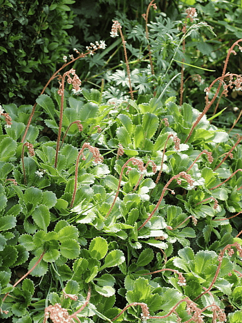 Камнеломка тенистая