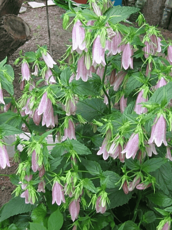 Колокольчик (кампанула) Такесима