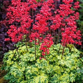 Гейхера Hercules