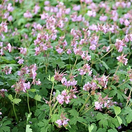 Герань (Аистов клюв) крупнокорневищная Ingwersen’s Variety