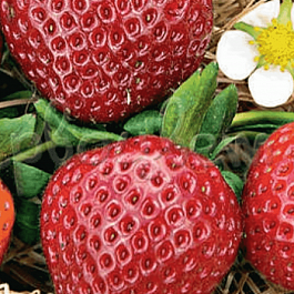 Земляника садовая Свит Эви