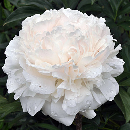 Пион травянистый Бразер Чик