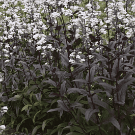 Пенстемон наперстянковый Мистика