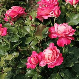 Роза Чайно-гибридная Gaujard