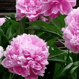 Пион Молочноцветковый Amabilis