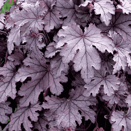 Гейхерелла Plum Cascade