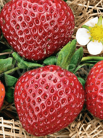 Земляника садовая Свит Эви