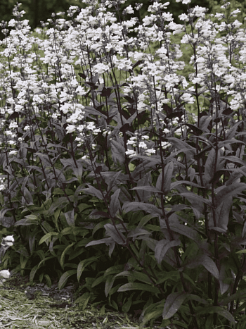 Пенстемон наперстянковый Мистика