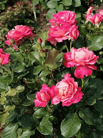 Роза Чайно-гибридная Gaujard